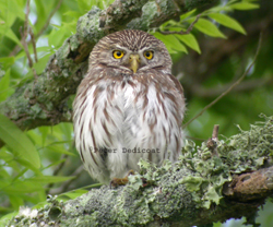 Ferruginous Pygmy Owl